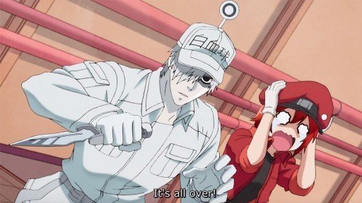 cells at work white and red blood cell