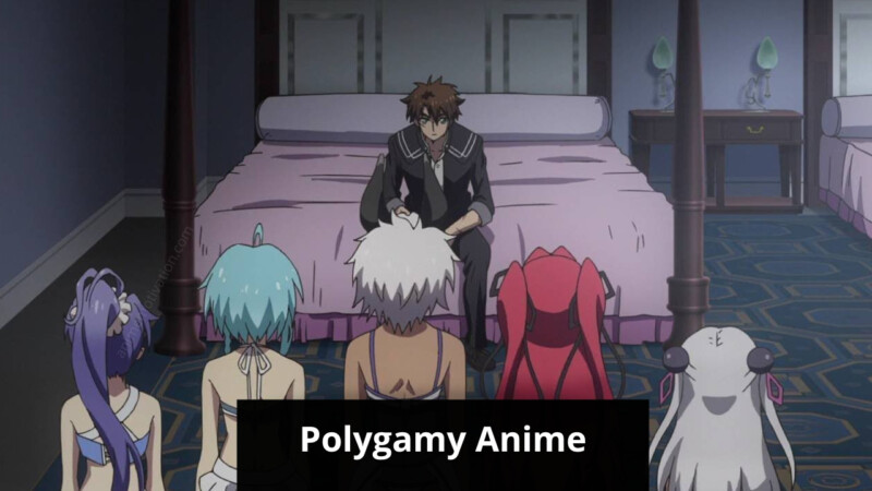 polygamy anime shows